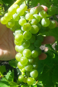 ND054.27 grape